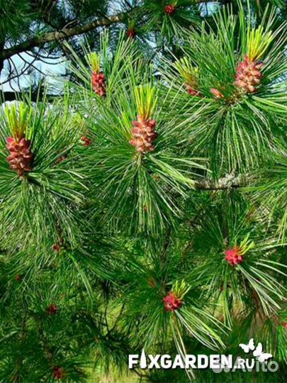 Сосна кедровая (кедр сибирский) Высота от 175см