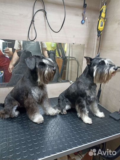 Стрижка и триминг собак и кошек