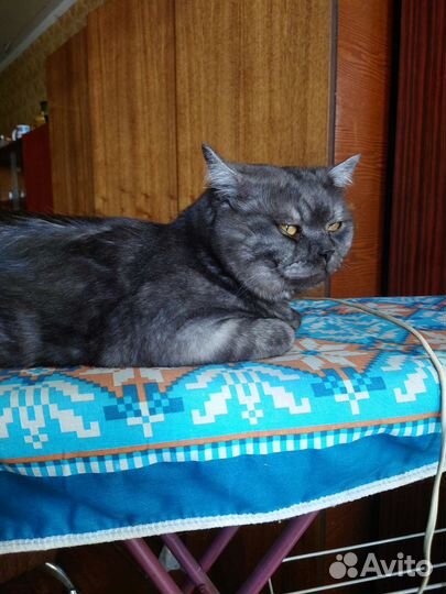 Кот в дар