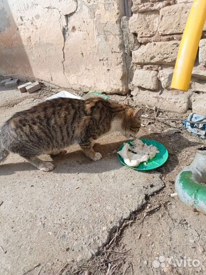 Кошки в добрые руки бесплатно