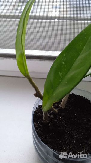 Хойя карноза