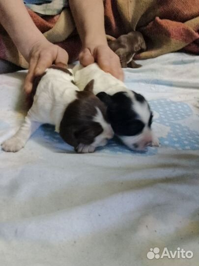 Спаниель русский