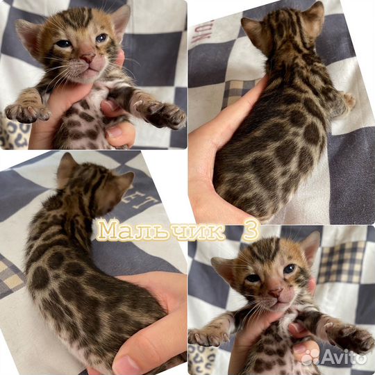 Бенгальские котята