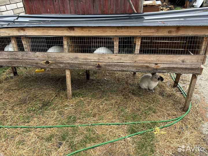 Клетки для кроликов