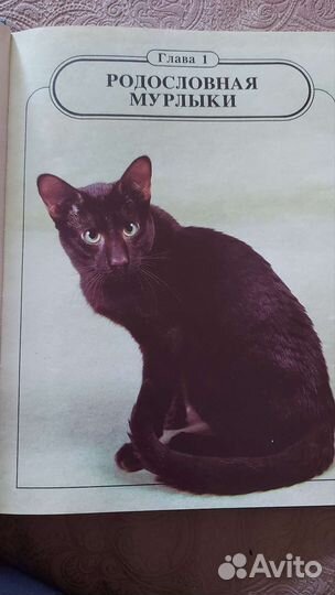 Книга о кошках