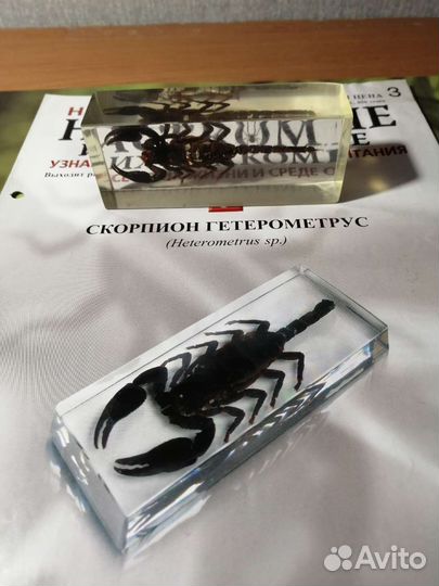 Насекомые и их знакомые