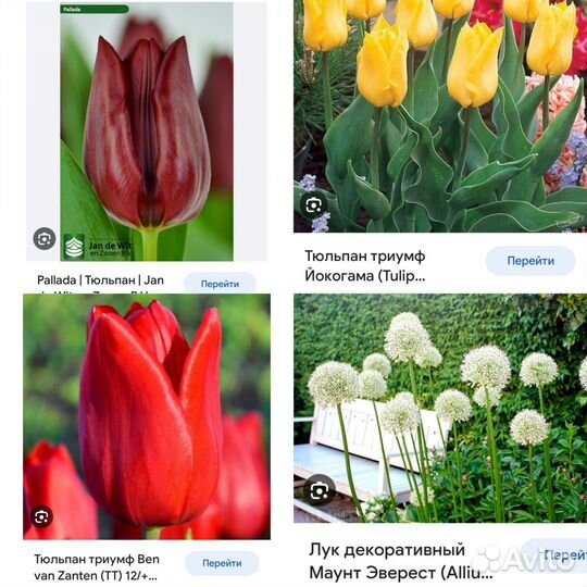 Луковицы тюльпанов