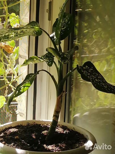 Диффенбахия