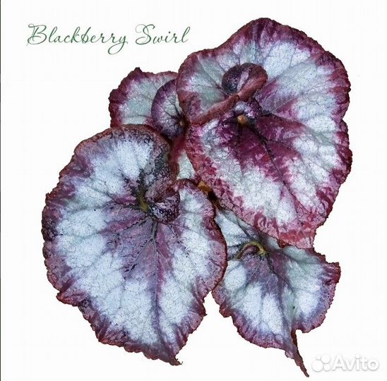 Бегонии сортовые коллекционные декоративно-листвен