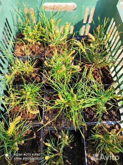 Горная сосна Муго Пумилио хвойные саженцы