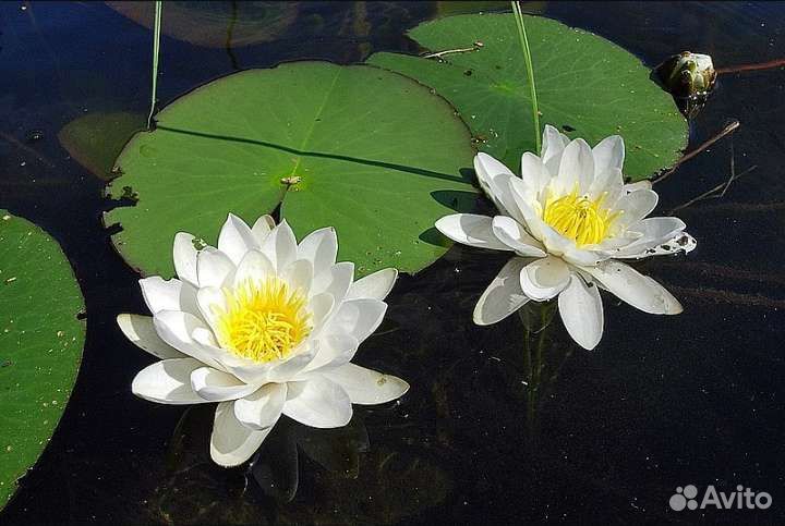 Водяная лилия (кувшинка)