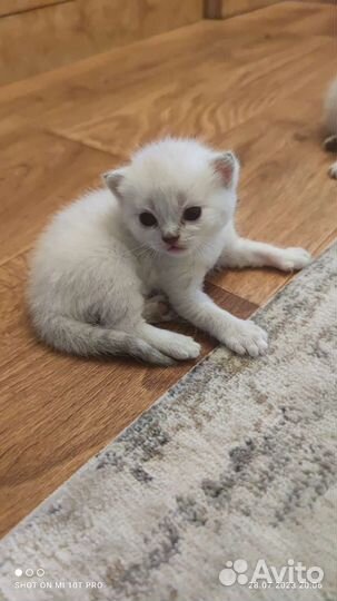 Шотландские котята