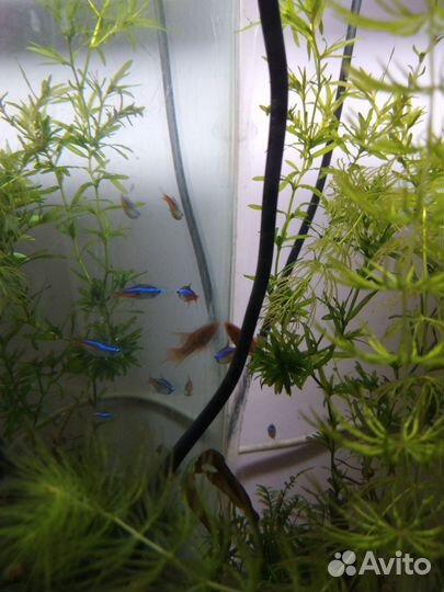 Аквариумные рыбки