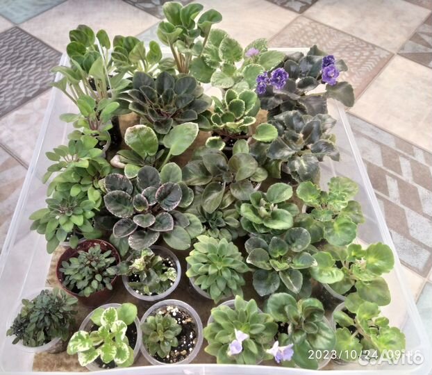 Мини фиалки