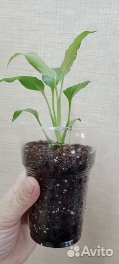 Спатифиллум Spilt Milk