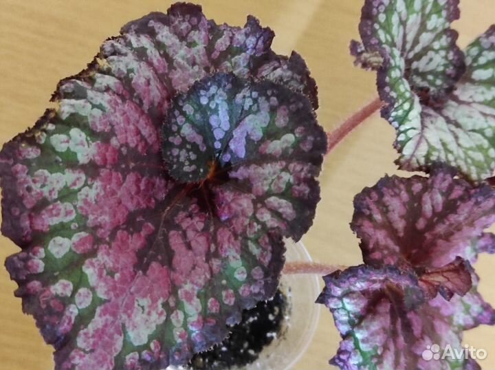 Комнатные растения