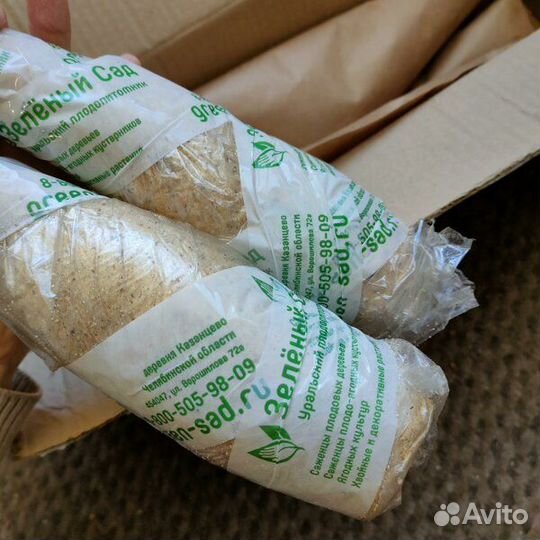 Саженцы на весну 2024