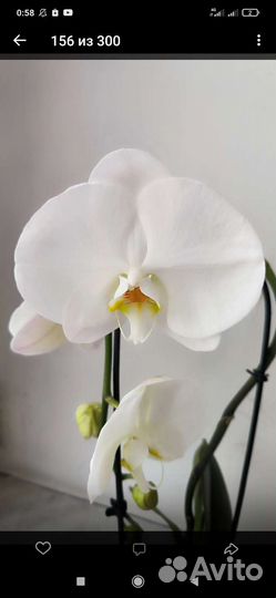 Орхидеи фаленопсисы разные