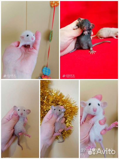 Крысята дамбо, клетка,доставка, крыса