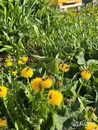 Липовый мед 3л сбор 2023г