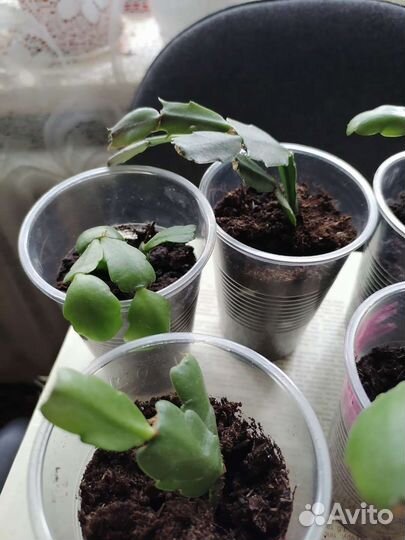 Декабрист шлюмбергера розовый