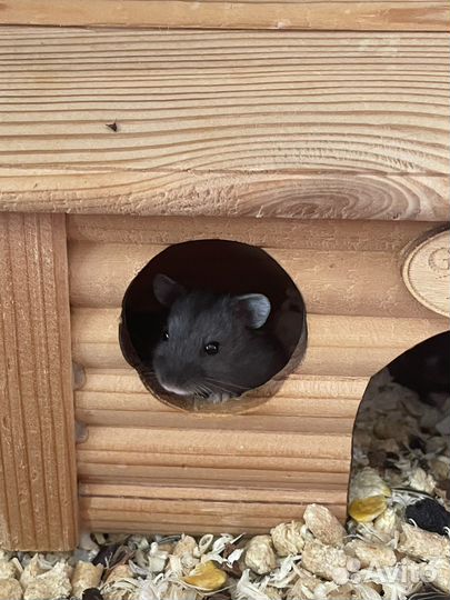 Бесплатно джунгарский хомяк