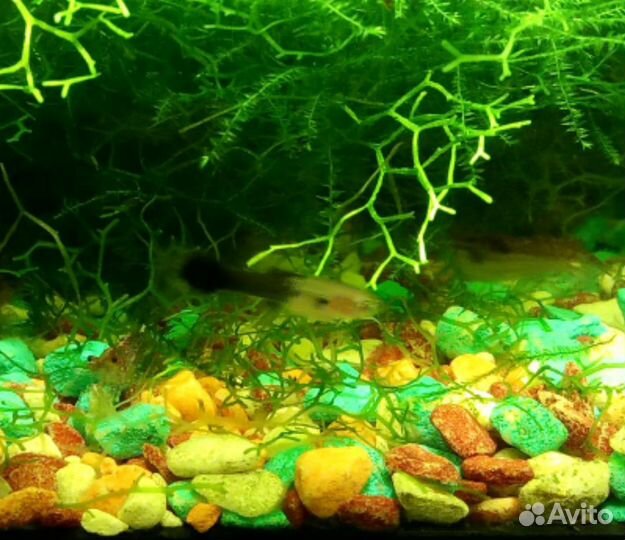 Аквариумные рыбки гуппи