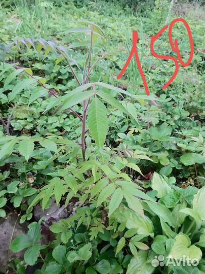 Саженцы сумах оленерогий