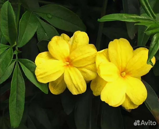 Жасмин 3 вида