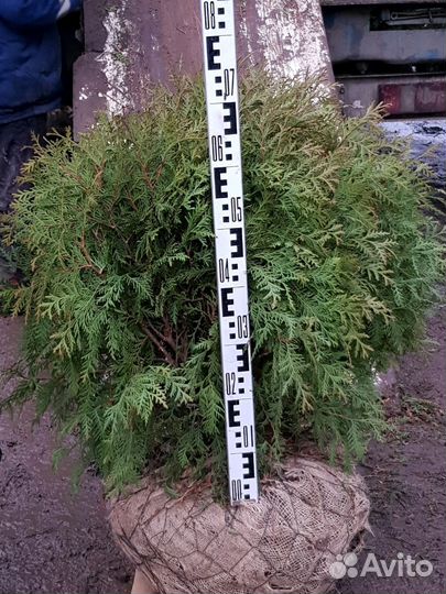 Туя западная Вудварди