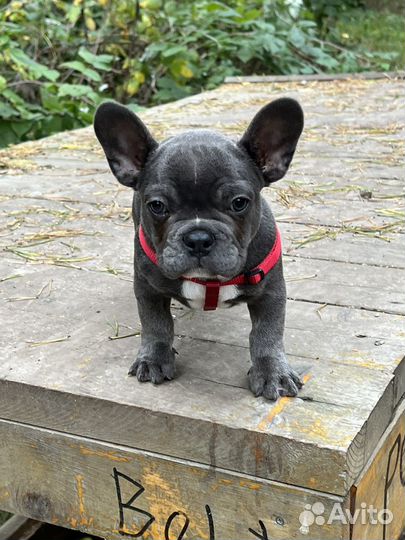 Французский бульдог вязка