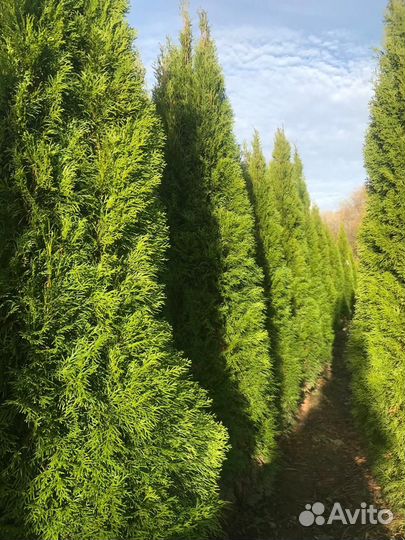 Туя смарагд