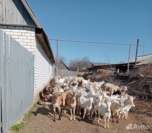 Зааненские, альпийские и нубийские козы и козлы