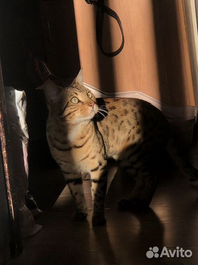 Бенгальский кот вязка