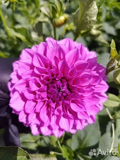 Георгины клубни