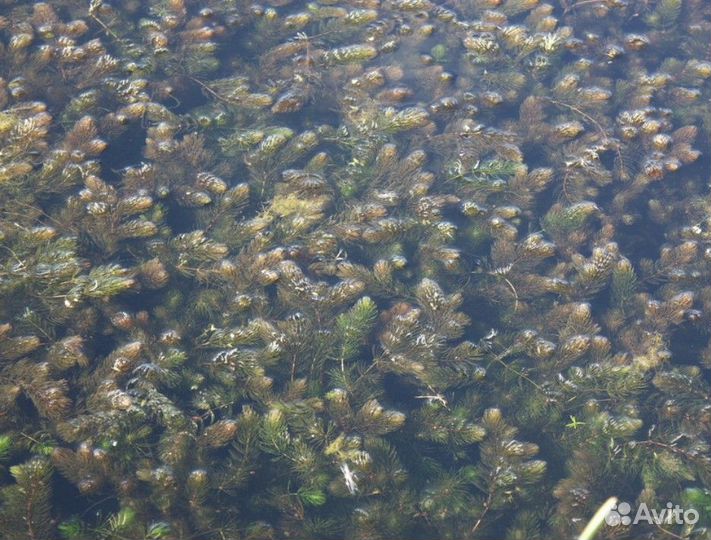 Роголистник (Ceratophyllum) плавающее растение