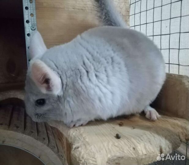 Шиншиллы в Самаре