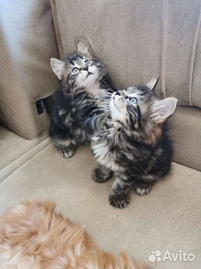 Котята курильский бобтейл