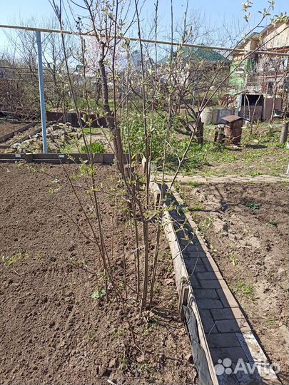Саженцы плодовых деревьев