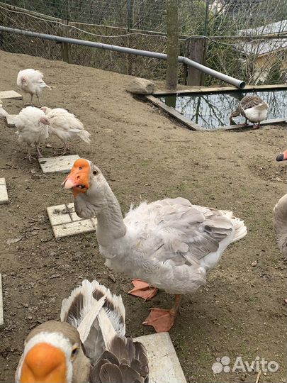 Холмогорский гусь