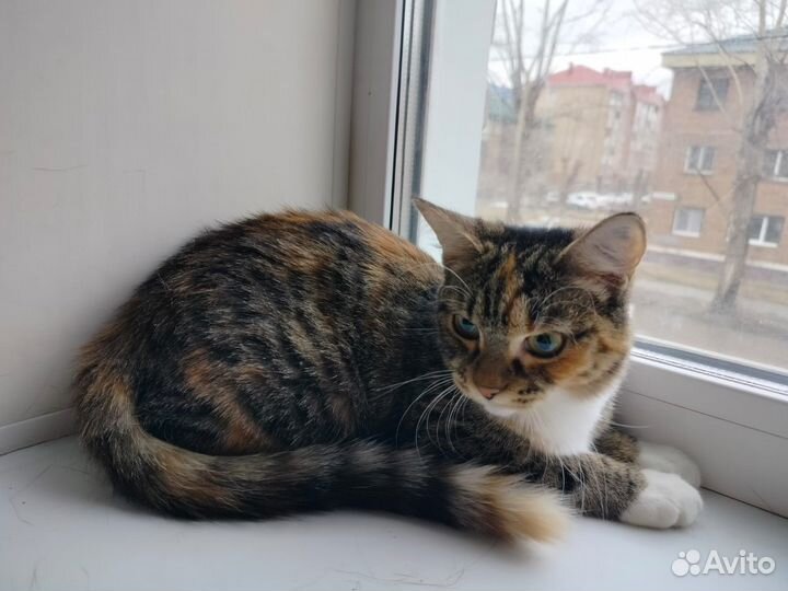 Киша от слова тиша