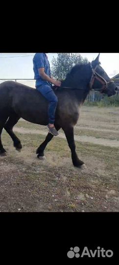 Тяжеловоз (Кобыла)