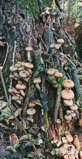 Грибы опята маринованные