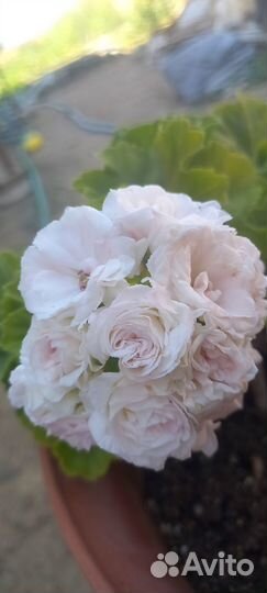 Пеларгония