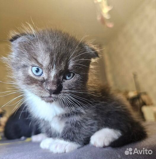 Шотландские котята