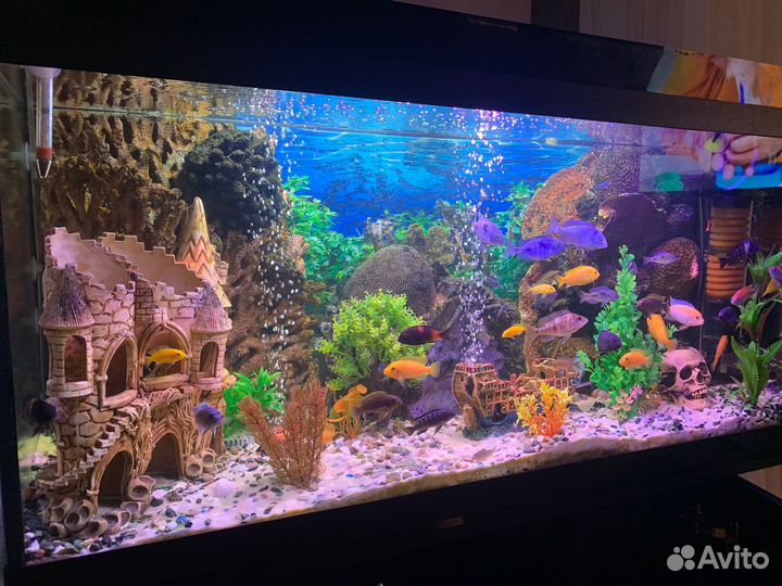 Аквариум с тумбой juwel 220 литр
