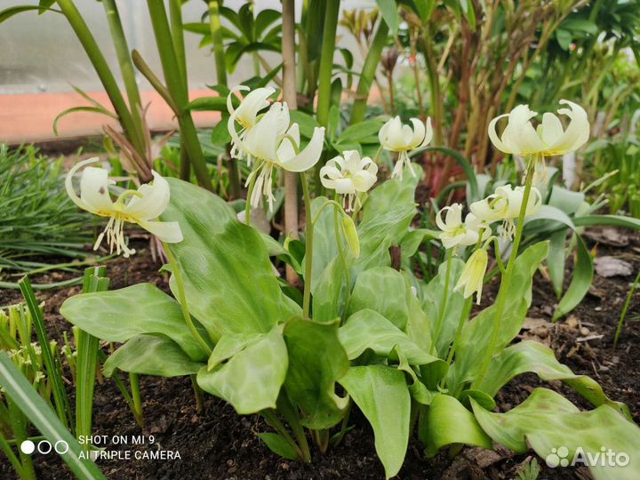Кандык жёлтый, ирис бородатый вабаш шоколадница