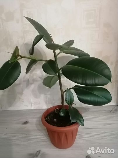 Фикус каучуконосный и хидера