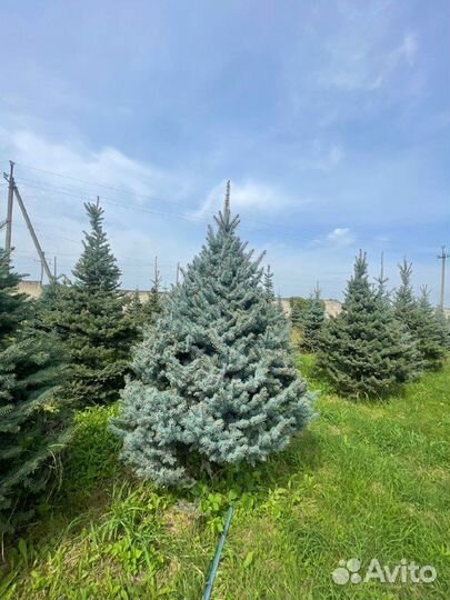 Ель голубая