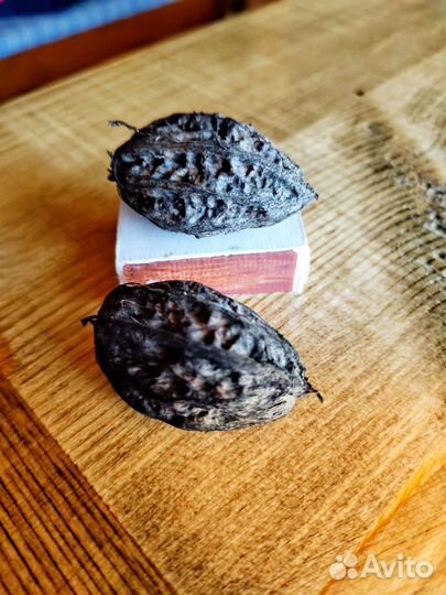 Маньчжурский орех (саженцы) крупноплодный